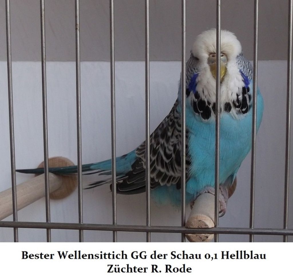 18. Zuechtertreffen 2013 003.JPG